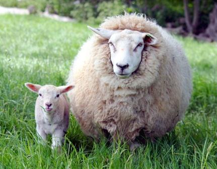 Купить подушки из овечьей шерсти в Москве